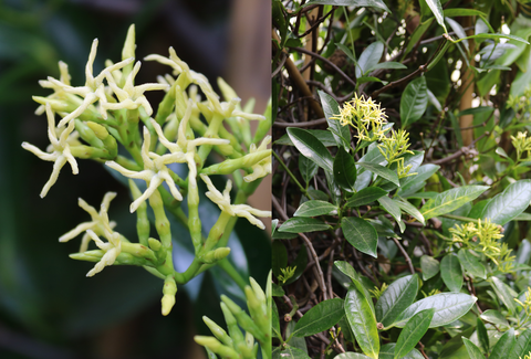 Weiße Blüten von Anodendron affine