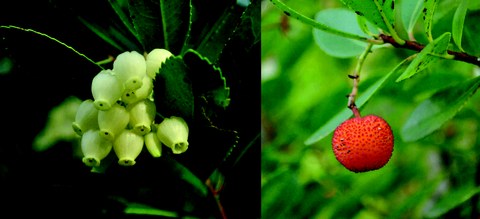 Blüten und Frucht des Westlichen Erdbeerbaums