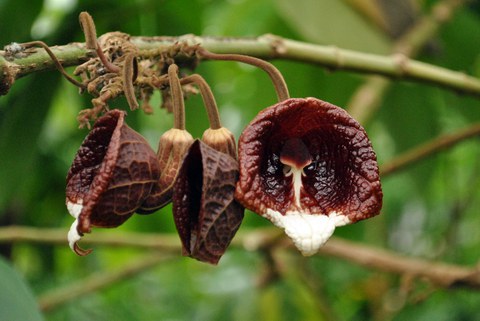 Blüten von Aristolochia arborea