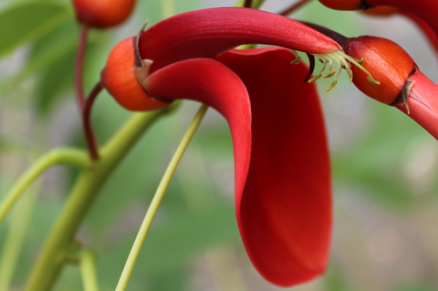 Feuerrote Schmetterlingsblüte des Korallenstrauchs