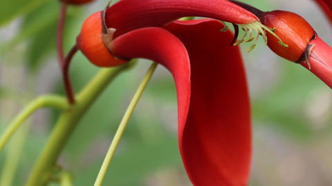 Feuerrote Schmetterlingsblüte des Korallenstrauchs