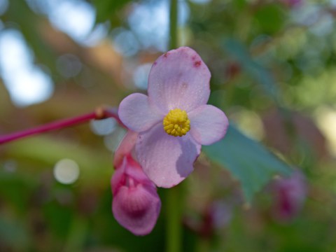 Männliche Blüte der Japan-Begonie.