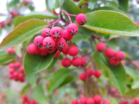 Foto von etwa 10 länglichen roten Früchten, die an einem Zweig mit ovalen, grünen Blättern hängen.