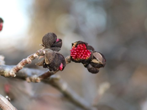 Die leuchtend roten Blüten es Persischen Eisenholzbaumes.