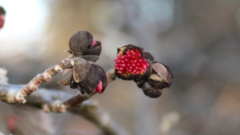 Die leuchtend roten Blüten es Persischen Eisenholzbaumes.