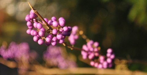Foto von den kleinen, kugeligen, leuchtend violetten Früchten von Callicarpa japonica