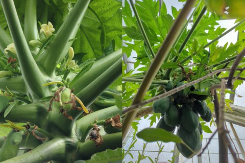 Papaya-Pflanze