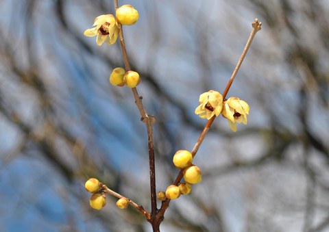 Duftende Winterblüte