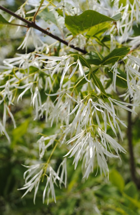 Blüten des Schneeflockenstrauchs