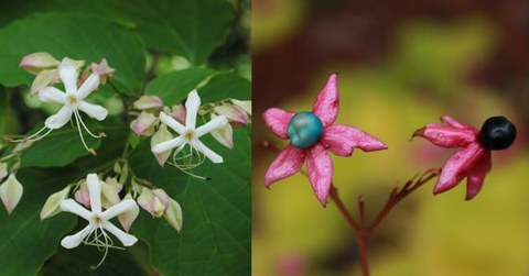 Foto einer Blüte sowie einer Steinfrucht von Clerodendrum trichotomum.