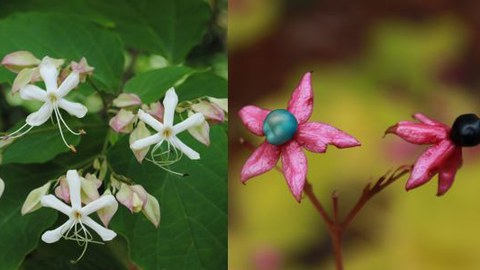 Foto einer Blüte sowie einer Steinfrucht von Clerodendrum trichotomum.