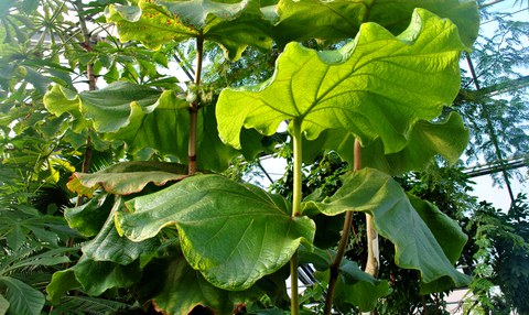 Coccoloba pubescens