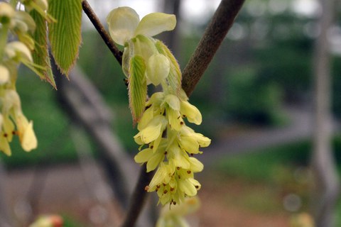 Blütenstand von Corylopsis spicata