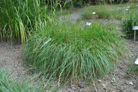 schmalblättriges Gras mit etwa 20 cm Wuchshöhe