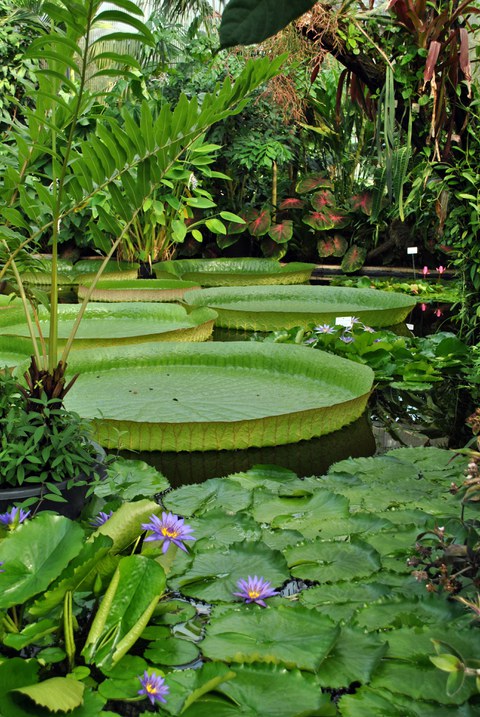 Blick ins Victoria-Becken