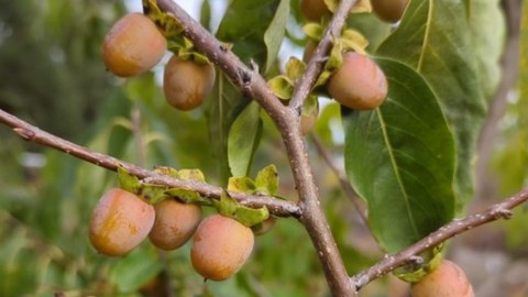 Lotuspflaumen am Baum