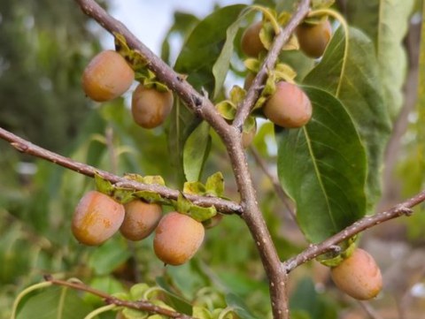 Lotuspflaumen am Baum