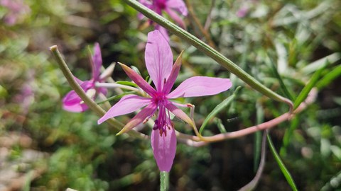 Eine Einzelblüte vom Kies-Weidenröschen (Epilobium fleischeri Hochst.).