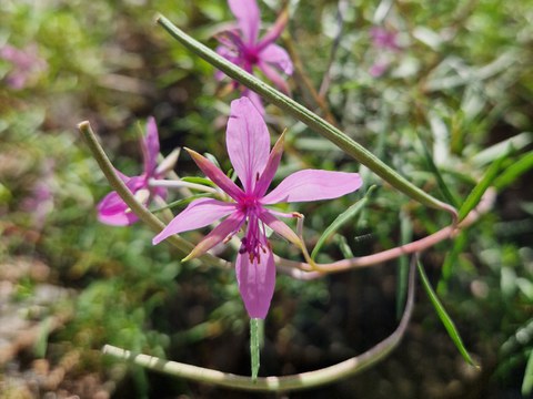 Eine Einzelblüte vom Kies-Weidenröschen (Epilobium fleischeri Hochst.).