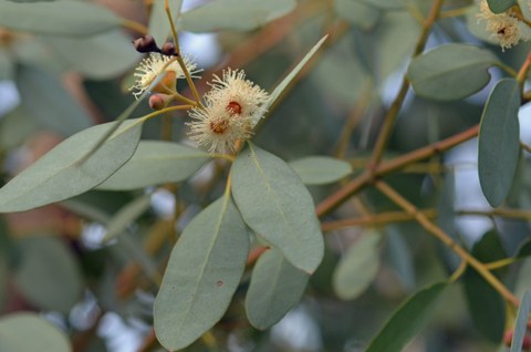 Cremefarbene Blüten des Mostgummi-Eukalyptus