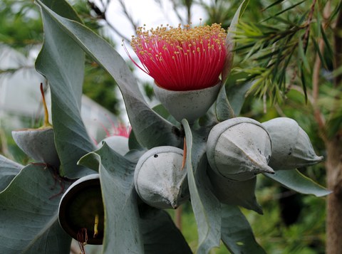 Blüten von Eucalyptus macrocarpa