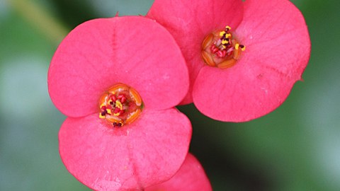 Cyathien der Euphorbia milii