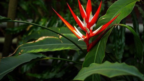 Blütenstand von Heliconia angusta