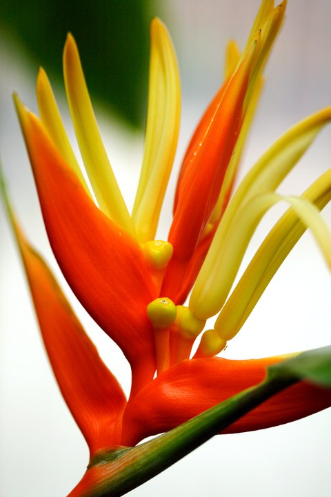 Blütenstand von Heliconia aurantiaca