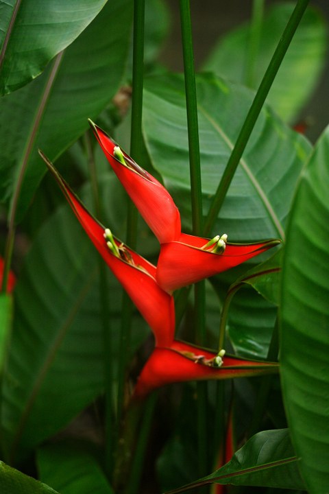 Blütenstand von Heliconia stricta