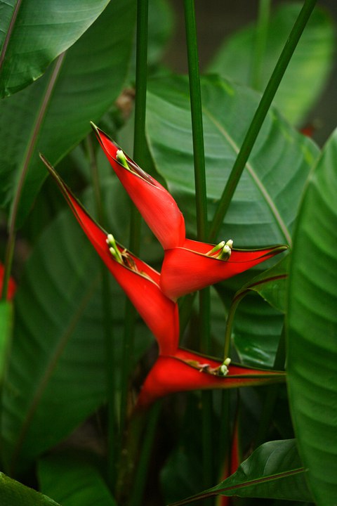 Blütenstand von Heliconia stricta