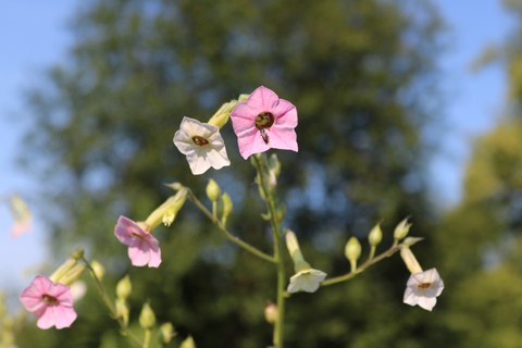 rosa und weiße Blüten eines Ziertabaks