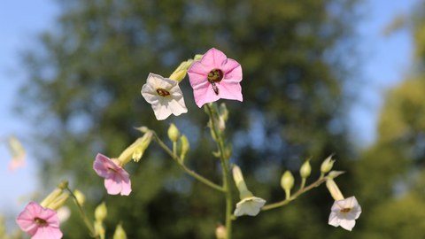 rosa und weiße Blüten eines Ziertabaks