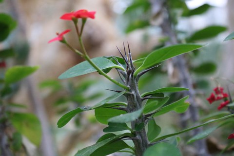 dornige Triebe der Euphorbia milii