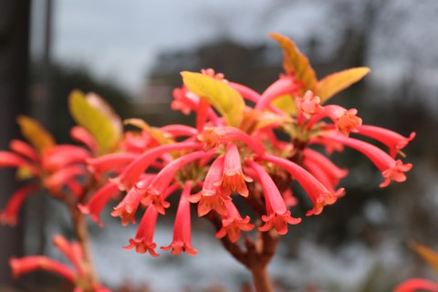 Korallenrote, röhrenförmige Blüten