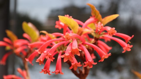 Korallenrote, röhrenförmige Blüten