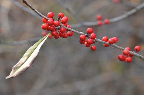 Sommergrüne Winterbeere