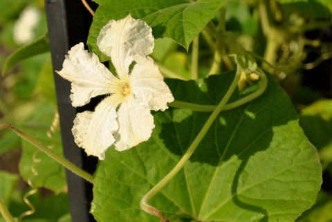 Männliche Blüte des Flaschenkürbis