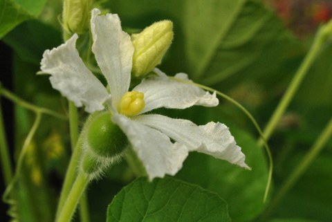 Weibliche Blüte des Flaschenkürbis