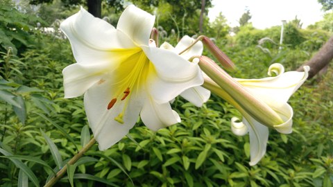 Foto von zwei weißen Blüten mit gelbem Zentrum von der Königs-Lilie