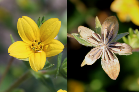 Bluete und Fruechte des Texassterns