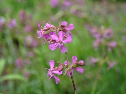 Gewöhnliche Pechnelke - Blüte