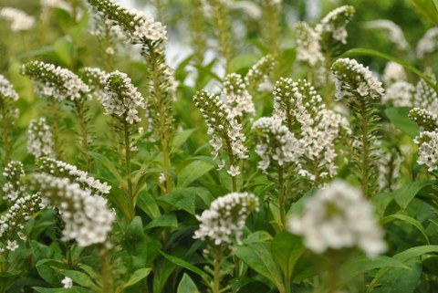 weiße Blütenkerzen vor grünen Blättern 