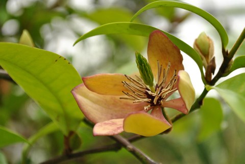 Blüte von Magnolia figo