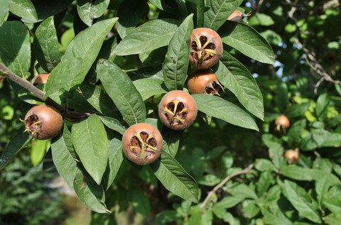 Mispelfrüchte am Baum