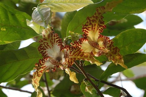 Monodora tenuifolia