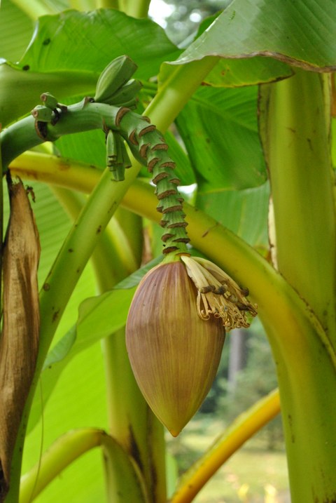 Blütenstand der Bananenart Musa basjoo