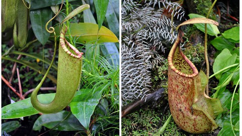 Zwei zu Kannen umgewandelte Blätter der Kannenpflanze