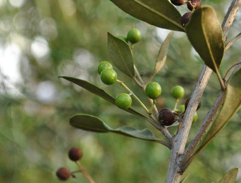 Braune Olive