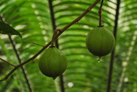 Früchte von Oncoba routledgei