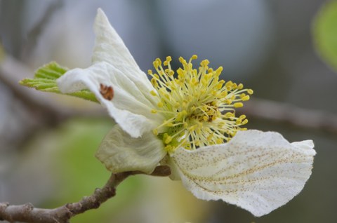 Parrotiopsis_jacquemontiana_hoch_Ausschnitt_BD.jpg